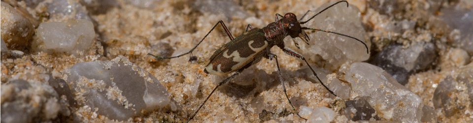 Cicindela.de