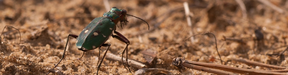 Cicindela.de