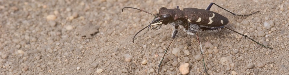 Cicindela.de