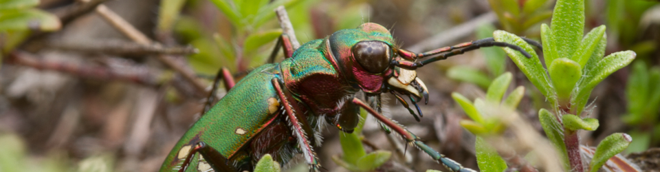 Cicindela.de