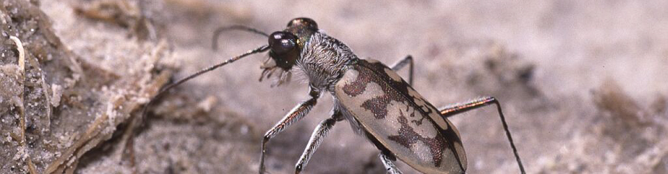 Cicindela.de