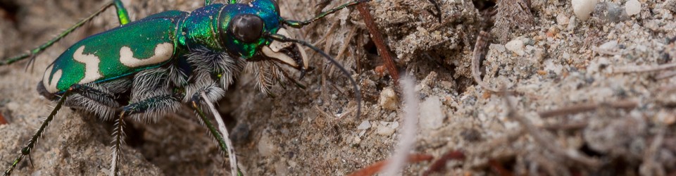 Cicindela.de