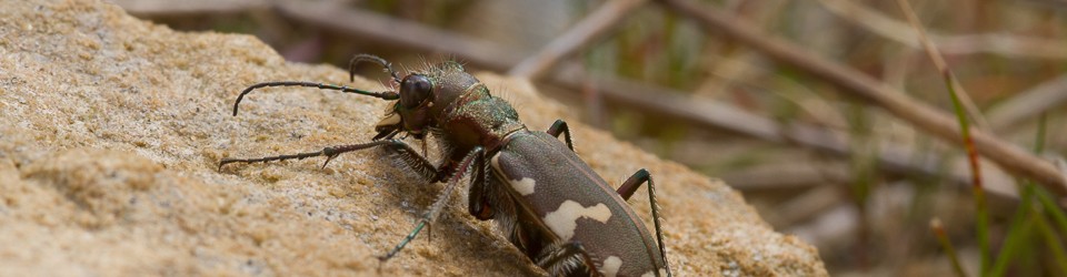 Cicindela.de