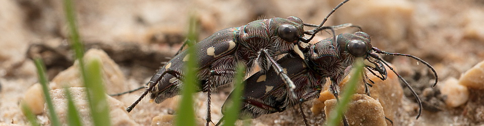 Cicindela.de