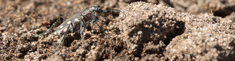 Cicindela.de