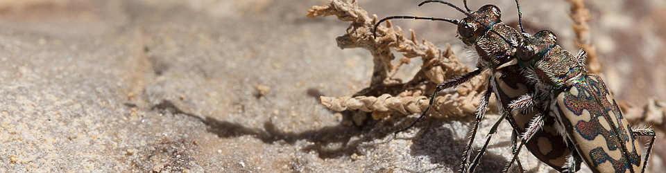 Cicindela.de