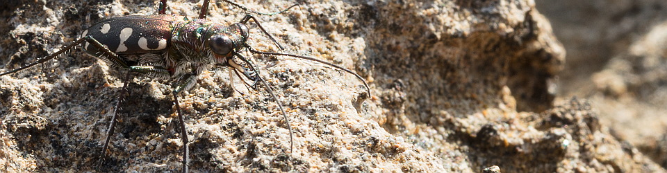 Cicindela.de