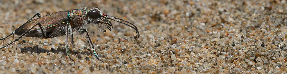 Cicindela.de