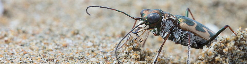 Cicindela.de