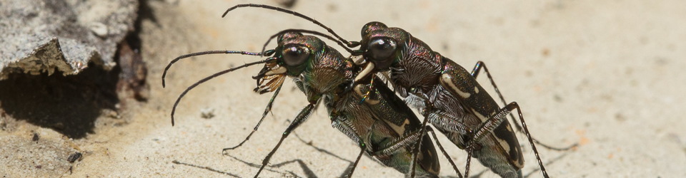 Cicindela.de